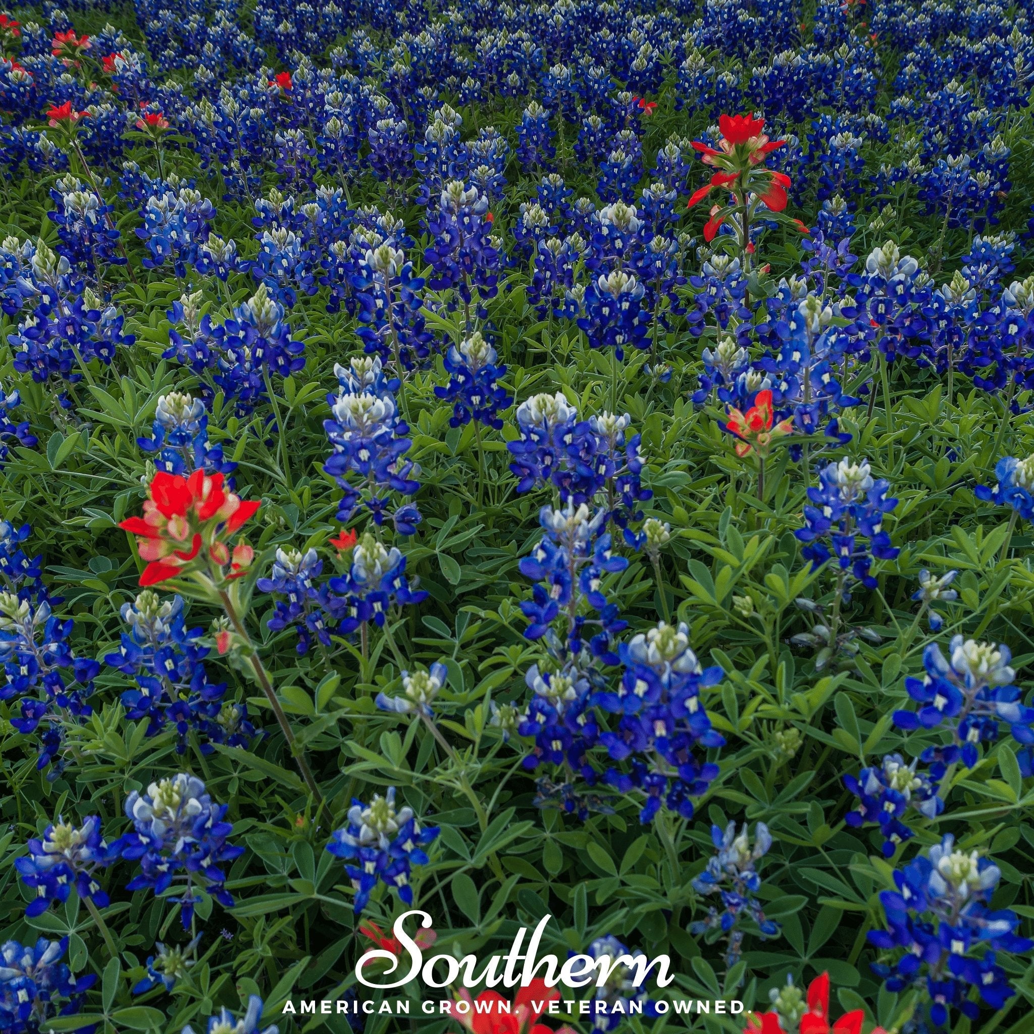 Lupine, Texas Bluebonnet (Lupinus texensis) - 50 Seeds seed packet from Seed Therapy – American - grown, heirloom seeds