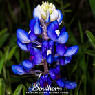 Lupine, Texas Bluebonnet (Lupinus texensis) - 50 Seeds seed packet from Seed Therapy – American - grown, heirloom seeds