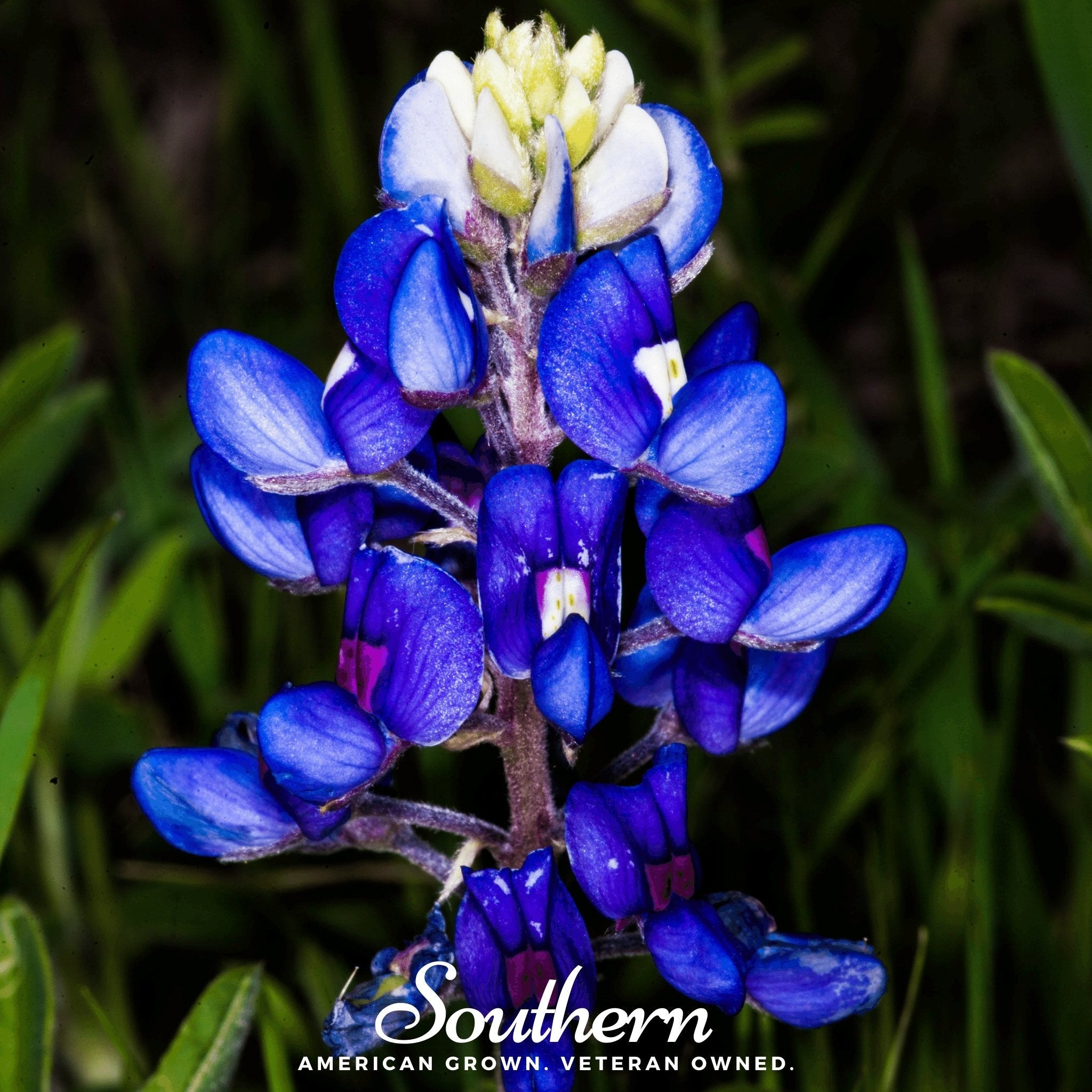 Lupine, Texas Bluebonnet (Lupinus texensis) - 50 Seeds seed packet from Seed Therapy – American - grown, heirloom seeds