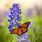 Lupine, Texas Bluebonnet (Lupinus texensis) - 50 Seeds seed packet from Seed Therapy – American - grown, heirloom seeds