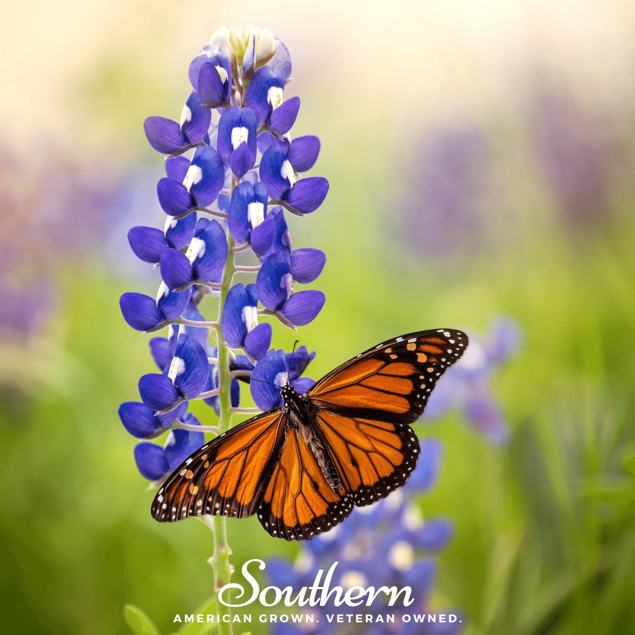 Lupine, Texas Bluebonnet (Lupinus texensis) - 50 Seeds seed packet from Seed Therapy – American - grown, heirloom seeds