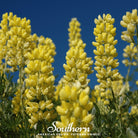Lupine, Yellow (Lupinus densiflorus) - 50 Seeds seed packet from Seed Therapy – American - grown, heirloom seeds