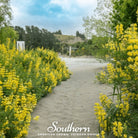 Lupine, Yellow (Lupinus densiflorus) - 50 Seeds seed packet from Seed Therapy – American - grown, heirloom seeds