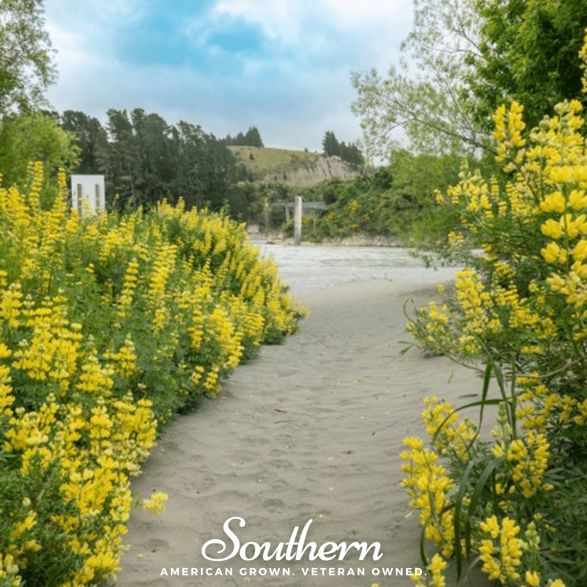 Lupine, Yellow (Lupinus densiflorus) - 50 Seeds seed packet from Seed Therapy – American - grown, heirloom seeds