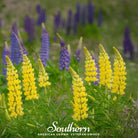 Lupine, Yellow (Lupinus densiflorus) - 50 Seeds seed packet from Seed Therapy – American - grown, heirloom seeds