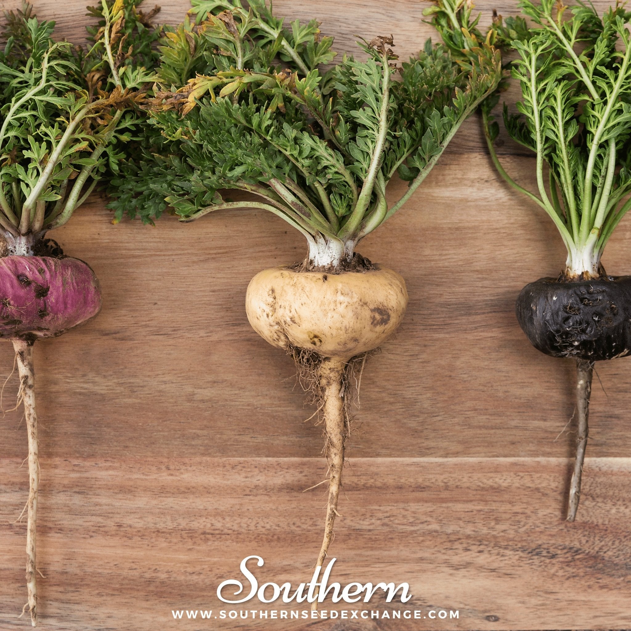 Maca (lepidium meyenii) - 25 Seeds seed packet from Seed Therapy – American - grown, heirloom seeds