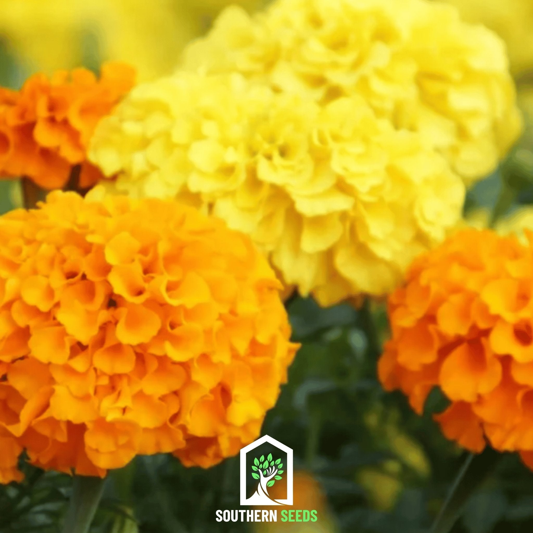 Marigold, Crackerjack (Tagetes erecta) - 100 Seeds seed packet from Seed Therapy – American - grown, heirloom seeds