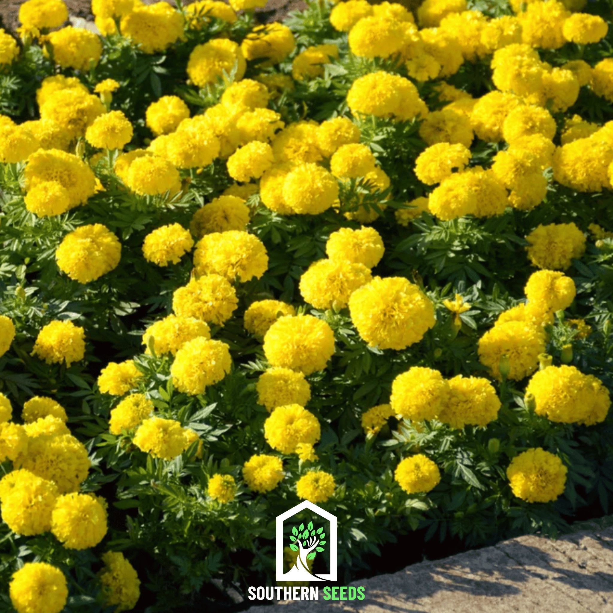 Marigold, Crackerjack (Tagetes erecta) - 100 Seeds seed packet from Seed Therapy – American - grown, heirloom seeds