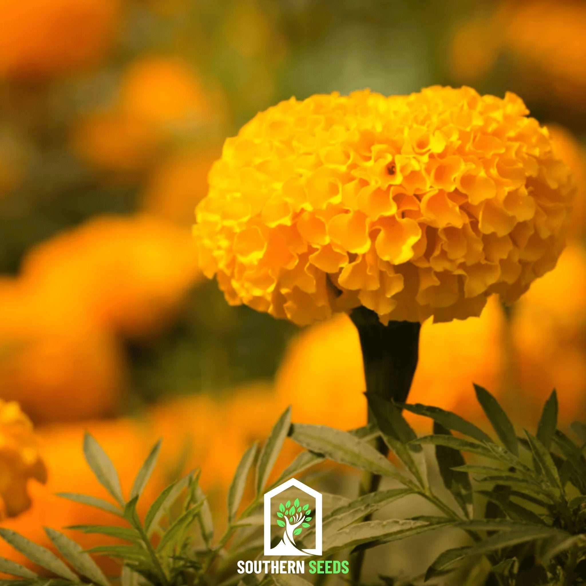 Marigold, Crackerjack (Tagetes erecta) - 100 Seeds seed packet from Seed Therapy – American - grown, heirloom seeds