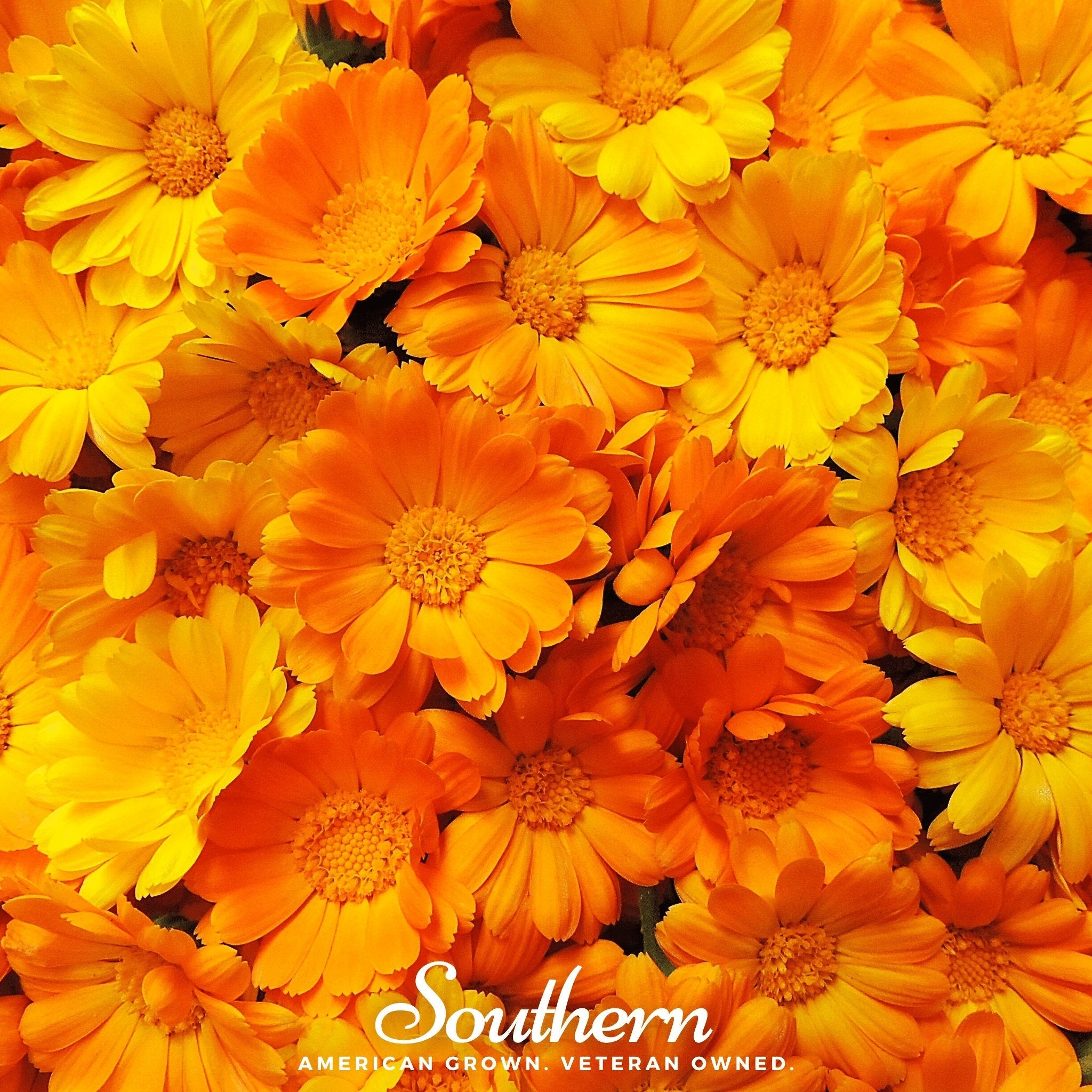 Marigold, English (Calendula officinalis) - 100 Seeds seed packet from Seed Therapy – American - grown, heirloom seeds