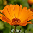 Marigold, English (Calendula officinalis) - 100 Seeds seed packet from Seed Therapy – American - grown, heirloom seeds