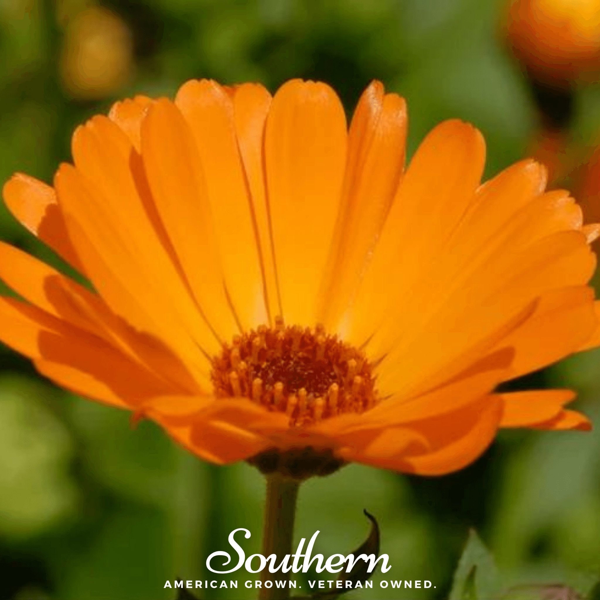 Marigold, English (Calendula officinalis) - 100 Seeds seed packet from Seed Therapy – American - grown, heirloom seeds