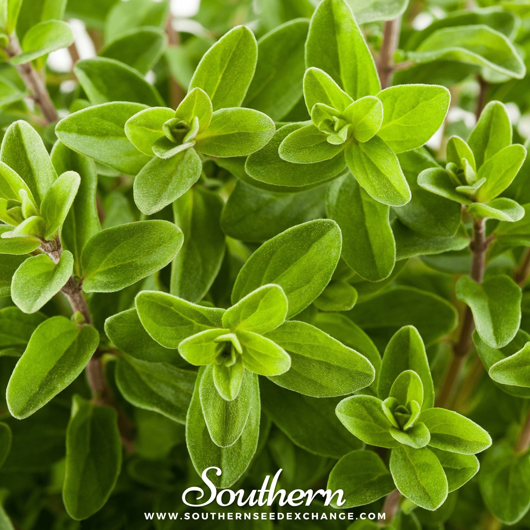 Marjoram, Sweet (Origanum majorana) - 100 Seeds seed packet from Seed Therapy – American - grown, heirloom seeds