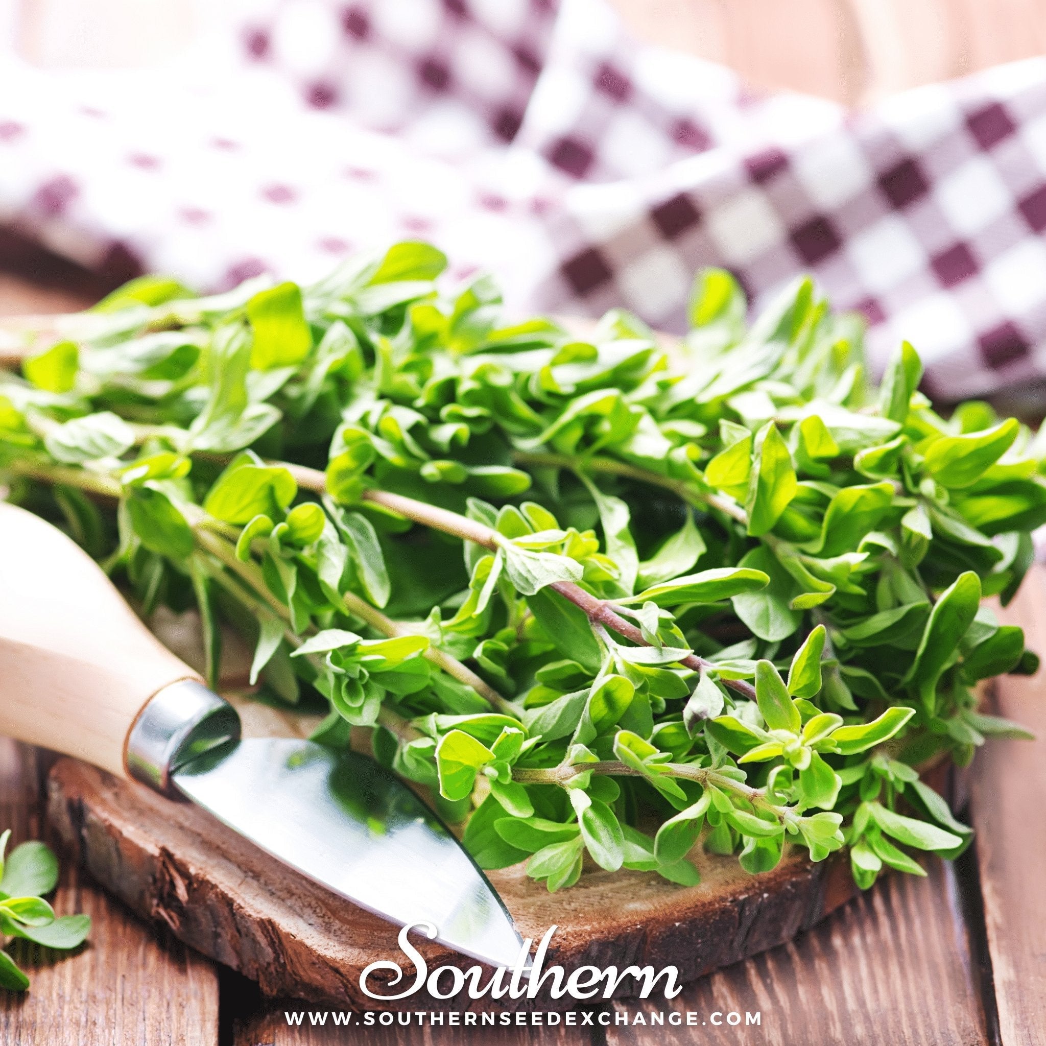 Marjoram, Sweet (Origanum majorana) - 100 Seeds seed packet from Seed Therapy – American - grown, heirloom seeds