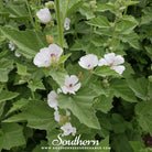 Marshmallow (Althaea Officinalis) - 50 Seeds seed packet from Seed Therapy – American - grown, heirloom seeds