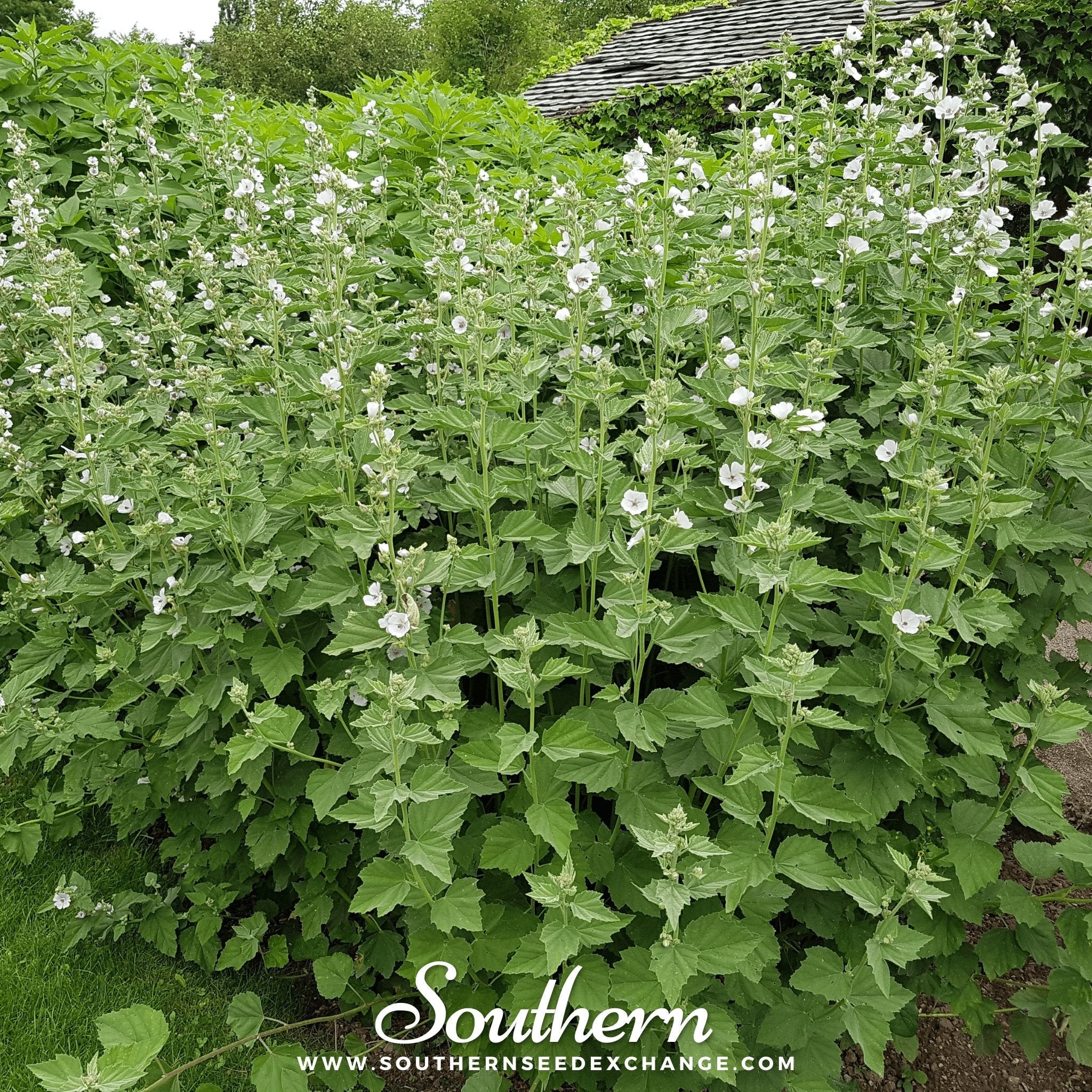 Marshmallow (Althaea Officinalis) - 50 Seeds seed packet from Seed Therapy – American - grown, heirloom seeds