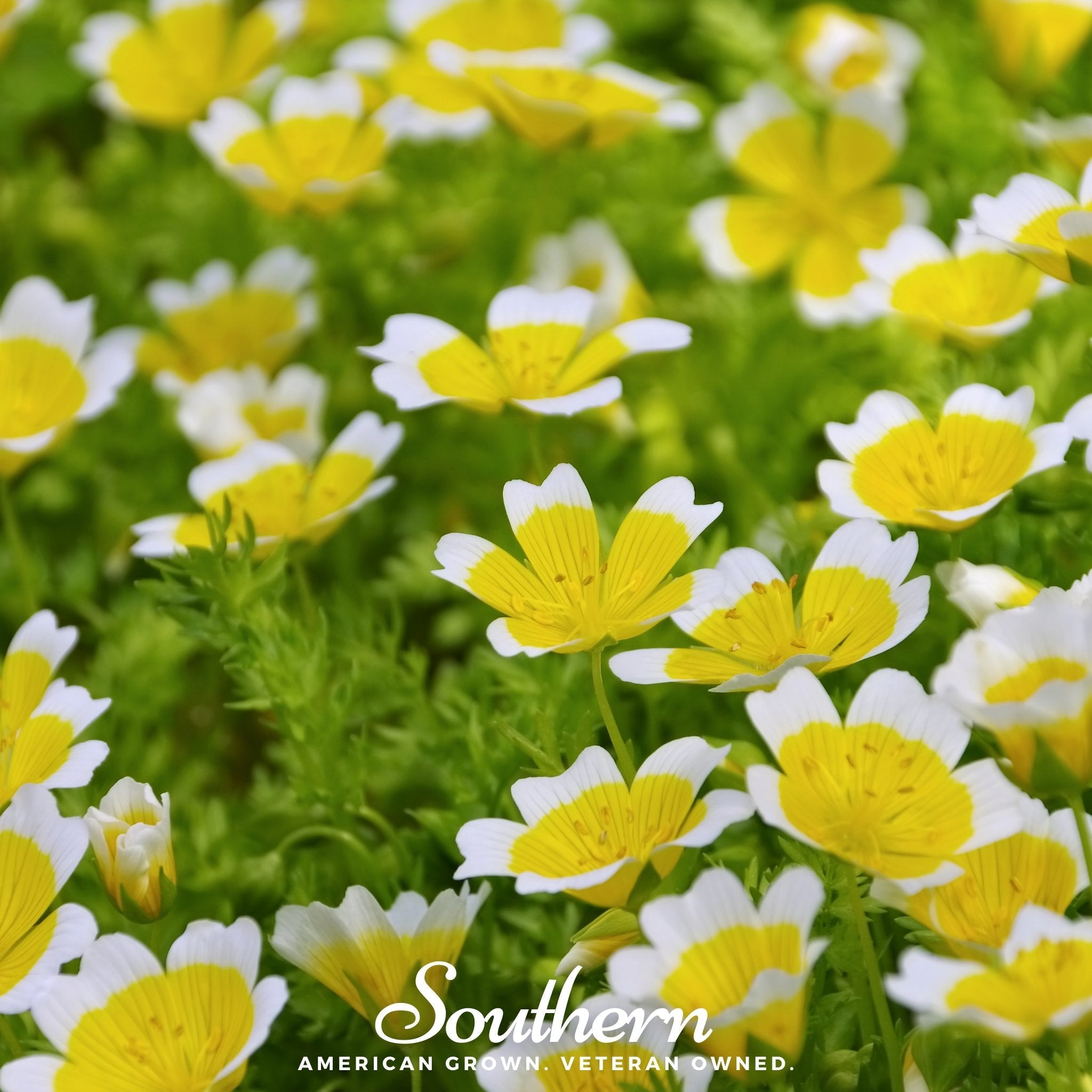 Meadowfoam - Poached Egg Plant (Limnanthes douglasii) - 50 Seeds seed packet from Seed Therapy – American - grown, heirloom seeds