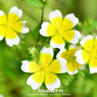 Meadowfoam - Poached Egg Plant (Limnanthes douglasii) - 50 Seeds seed packet from Seed Therapy – American - grown, heirloom seeds