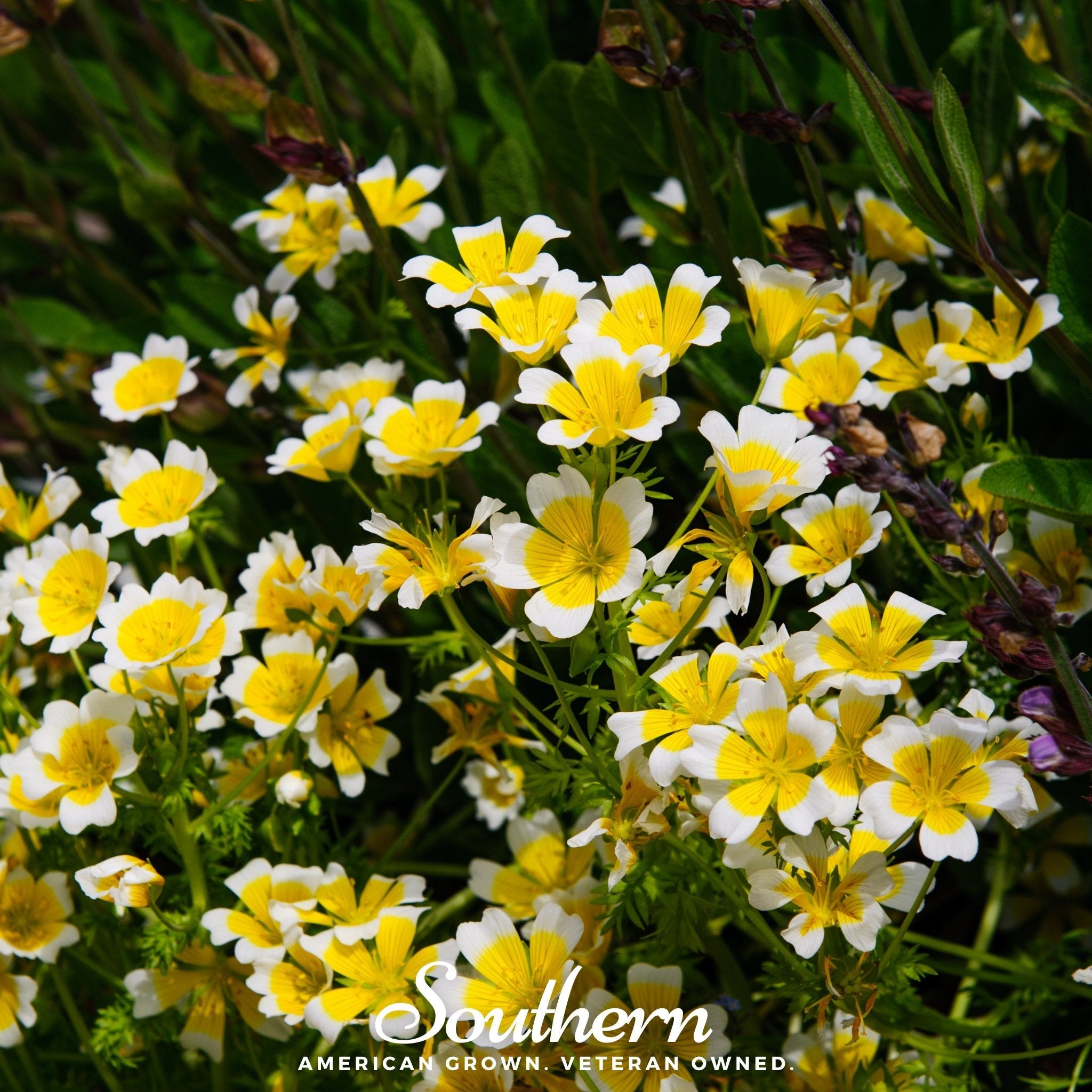 Meadowfoam - Poached Egg Plant (Limnanthes douglasii) - 50 Seeds seed packet from Seed Therapy – American - grown, heirloom seeds