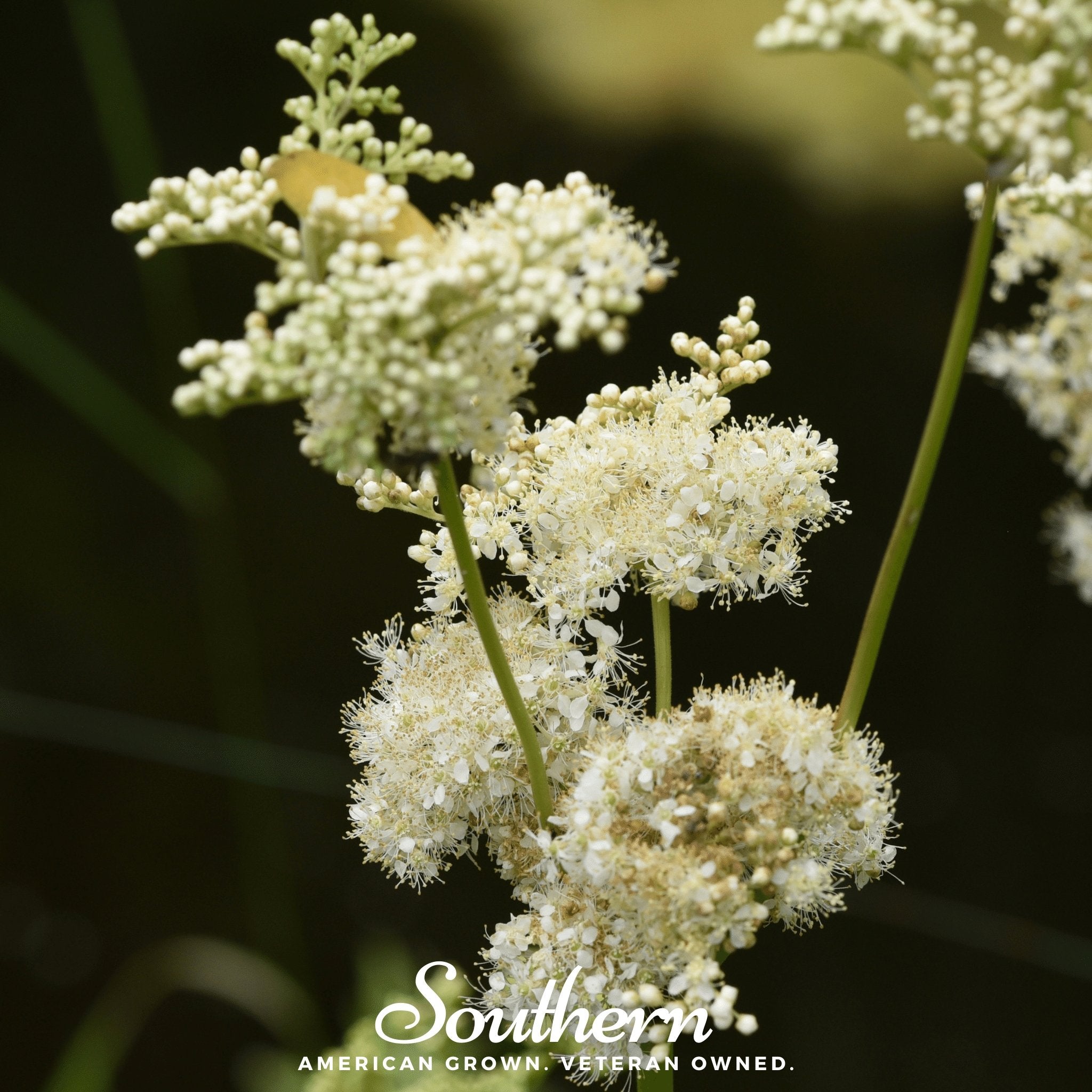 Meadowsweet (Filipendula ulmaria) - 50 Seeds seed packet from Seed Therapy – American - grown, heirloom seeds