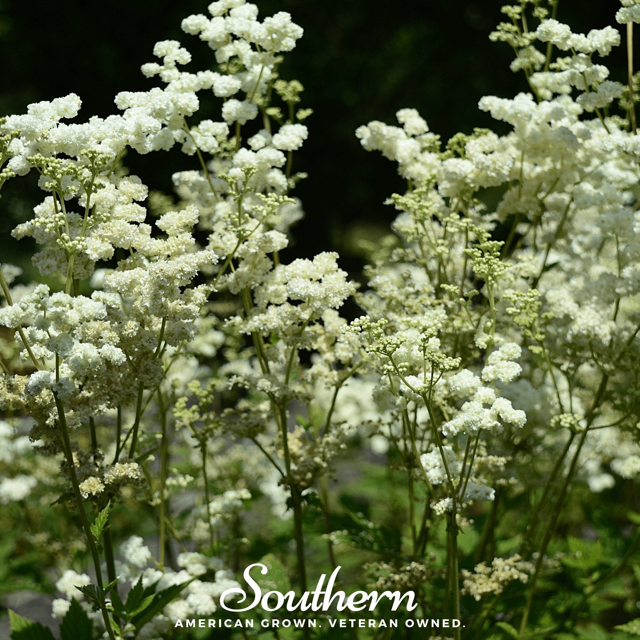 Meadowsweet (Filipendula ulmaria) - 50 Seeds seed packet from Seed Therapy – American - grown, heirloom seeds