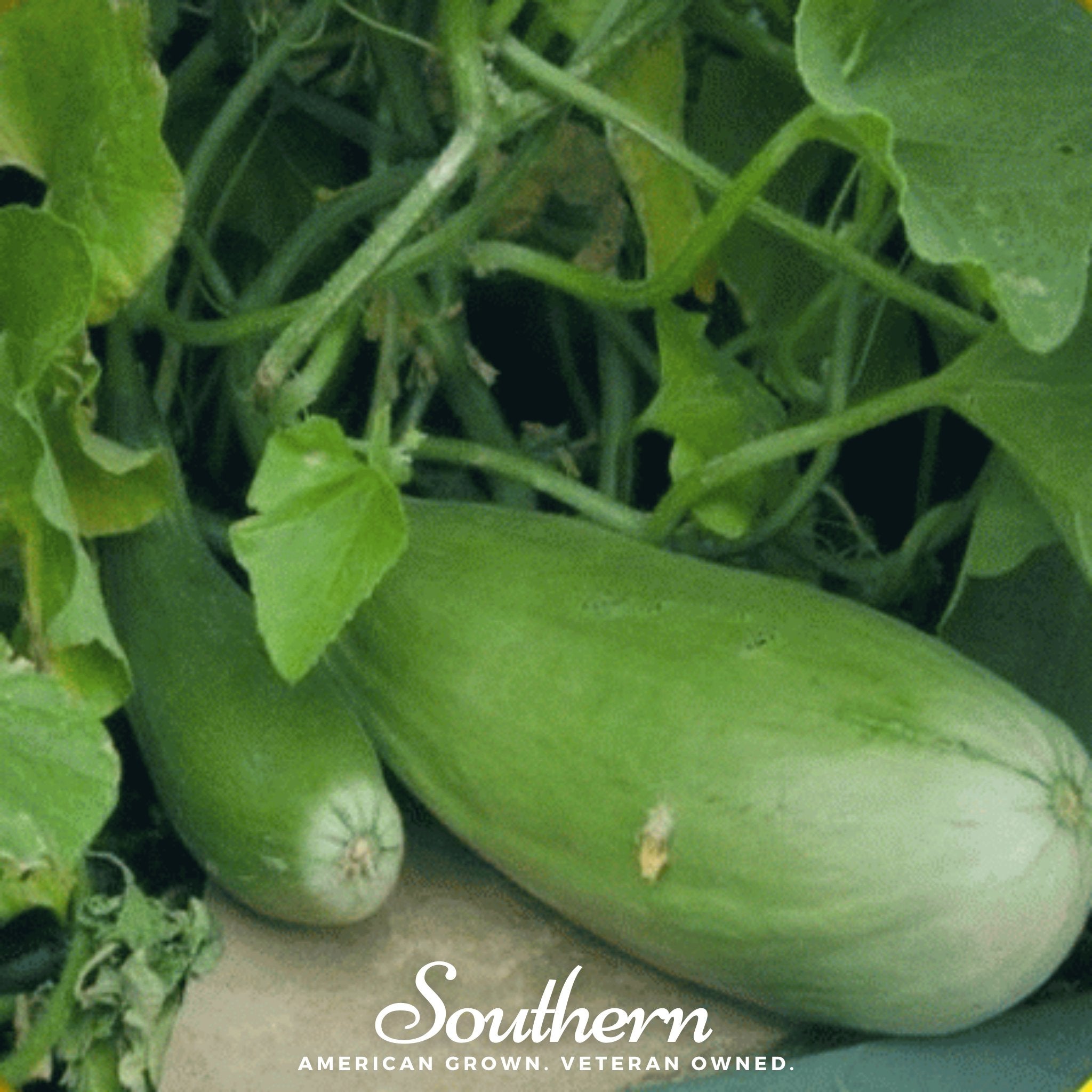 Melon, Banana (Cucumis melo) - 20 Seeds seed packet from Seed Therapy – American - grown, heirloom seeds