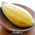 Melon, Banana (Cucumis melo) - 20 Seeds seed packet from Seed Therapy – American - grown, heirloom seeds