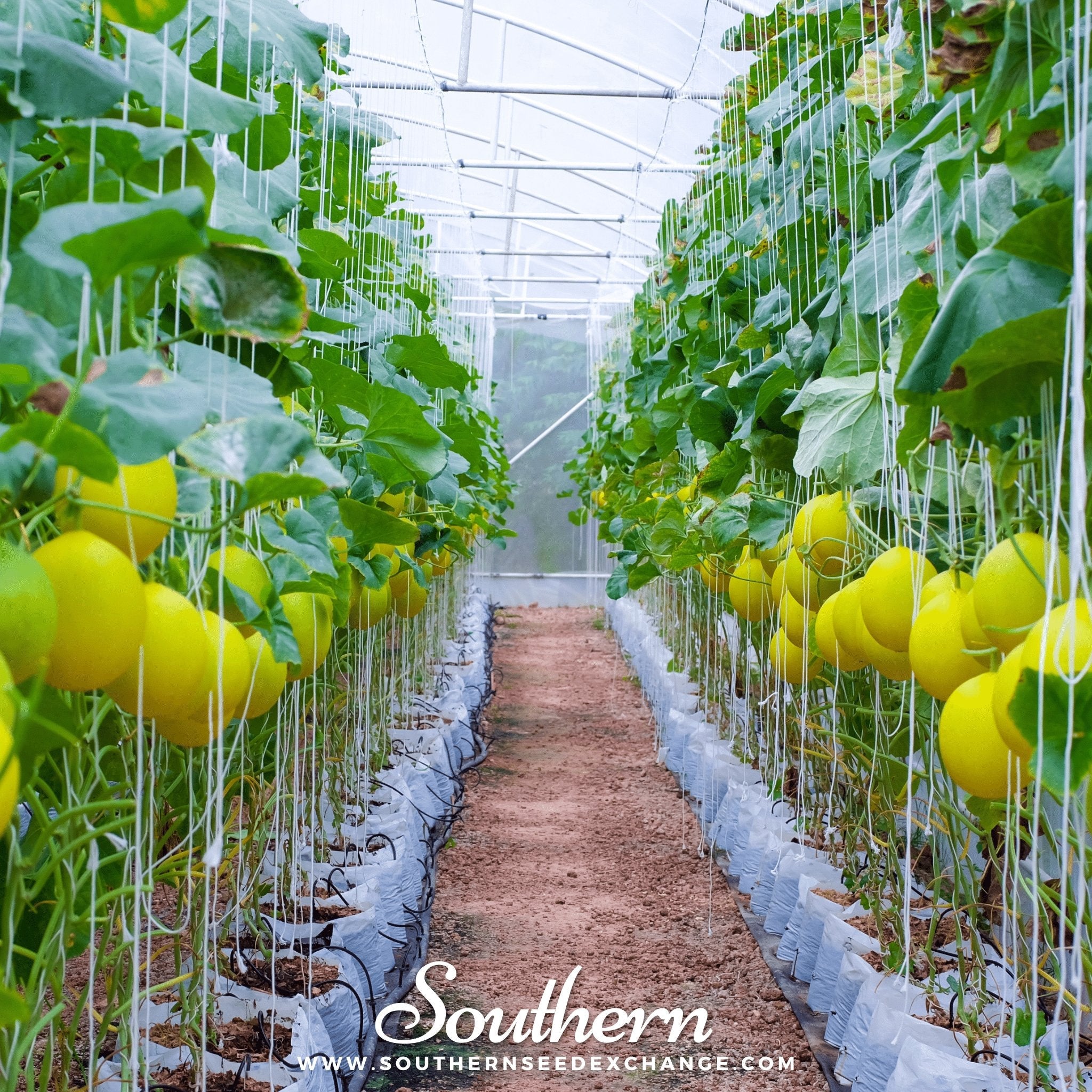 Melon, Canary (Cucumis melo) - 25 Seeds seed packet from Seed Therapy – American - grown, heirloom seeds