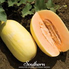 Melon, Crenshaw (Cucumis melo) - 20 Seeds seed packet from Seed Therapy – American - grown, heirloom seeds