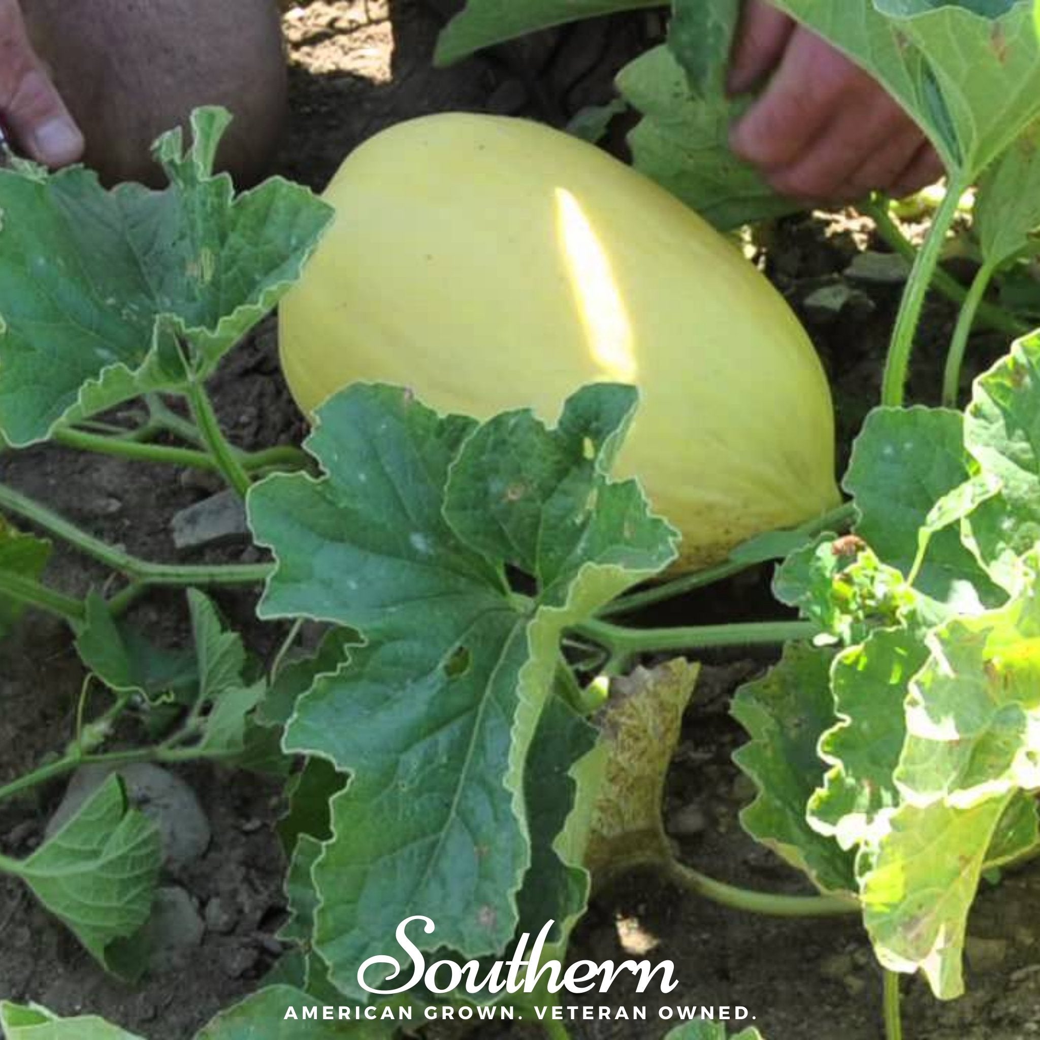 Melon, Crenshaw (Cucumis melo) - 20 Seeds seed packet from Seed Therapy – American - grown, heirloom seeds