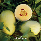 Melon, Crenshaw (Cucumis melo) - 20 Seeds seed packet from Seed Therapy – American - grown, heirloom seeds