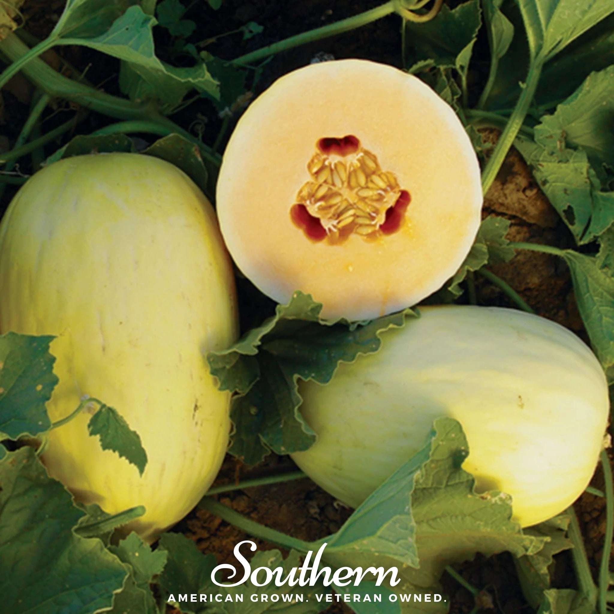 Melon, Crenshaw (Cucumis melo) - 20 Seeds seed packet from Seed Therapy – American - grown, heirloom seeds