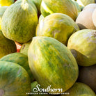 Melon, Crenshaw (Cucumis melo) - 20 Seeds seed packet from Seed Therapy – American - grown, heirloom seeds