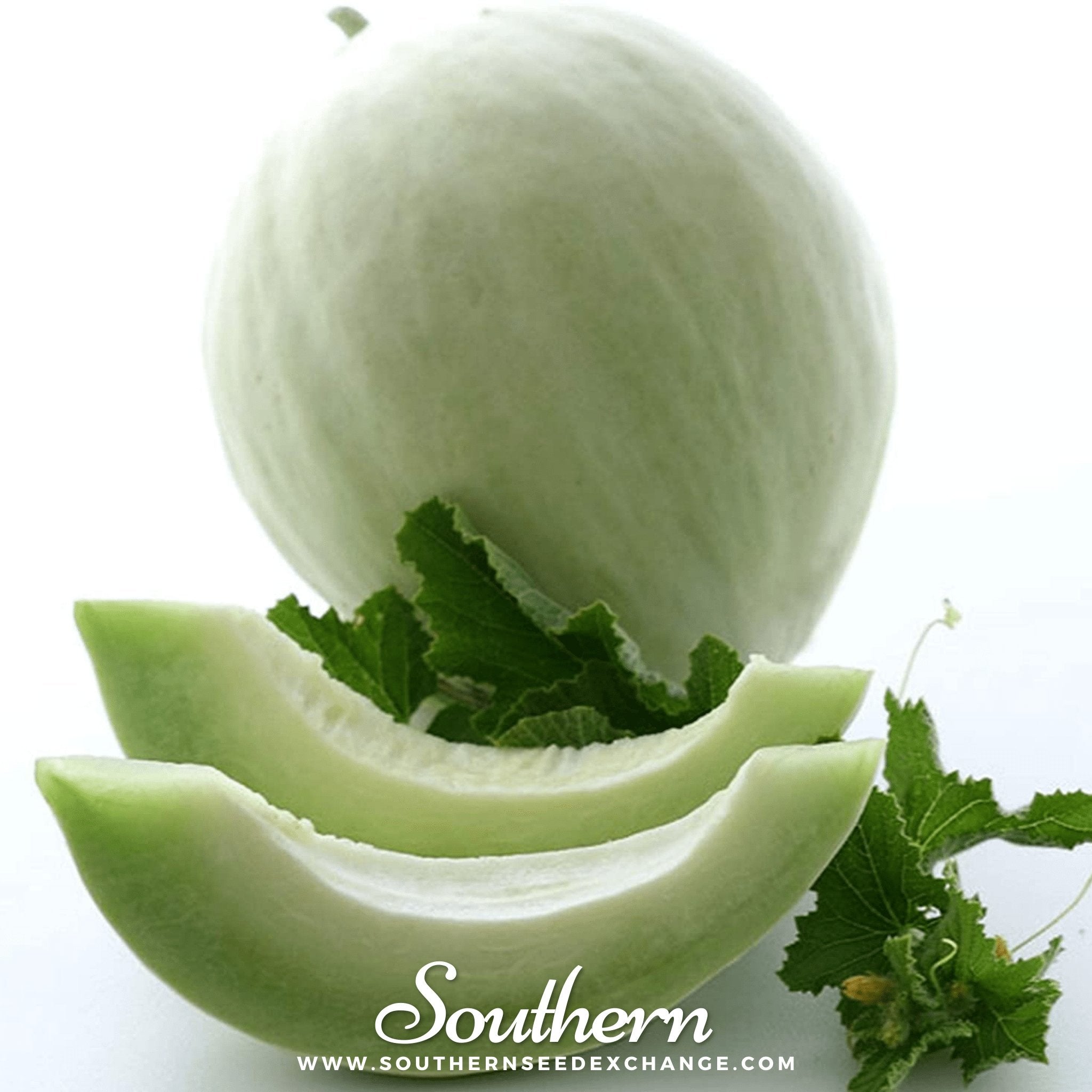 Melon, Green Flesh Honeydew (Cucumis melo) - 20 Seeds seed packet from Seed Therapy – American - grown, heirloom seeds