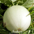 Melon, Green Flesh Honeydew (Cucumis melo) - 20 Seeds seed packet from Seed Therapy – American - grown, heirloom seeds