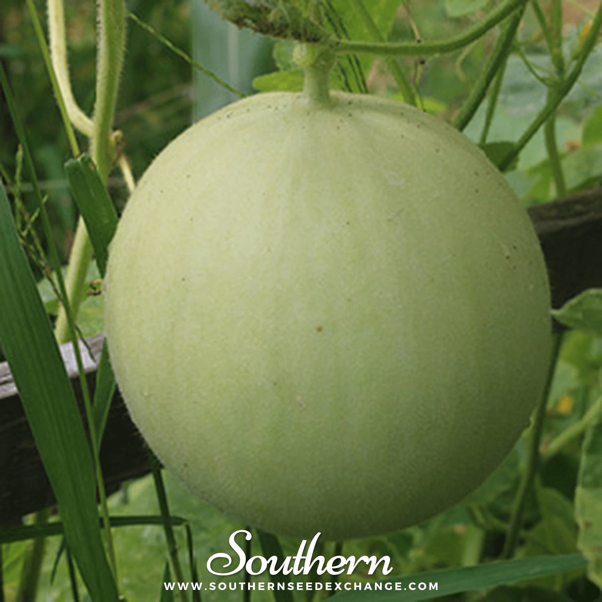 Melon, Green Flesh Honeydew (Cucumis melo) - 20 Seeds seed packet from Seed Therapy – American - grown, heirloom seeds