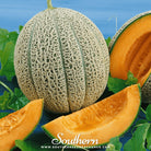 Melon, Hales Best Jumbo Cantaloupe (Cucumis melo) - 50 seeds seed packet from Seed Therapy – American - grown, heirloom seeds