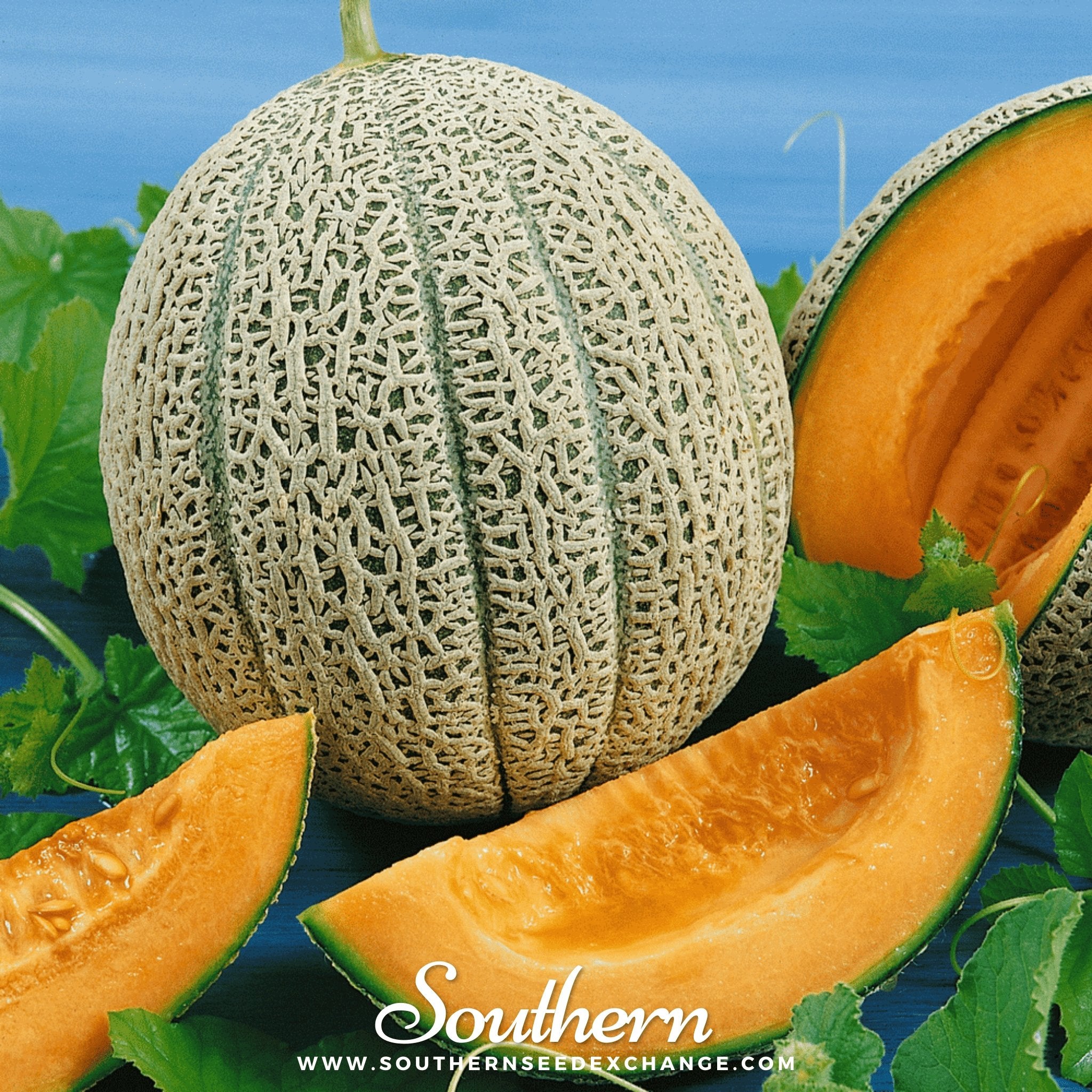 Melon, Hales Best Jumbo Cantaloupe (Cucumis melo) - 50 seeds seed packet from Seed Therapy – American - grown, heirloom seeds