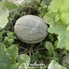 Melon, Hales Best Jumbo Cantaloupe (Cucumis melo) - 50 seeds seed packet from Seed Therapy – American - grown, heirloom seeds