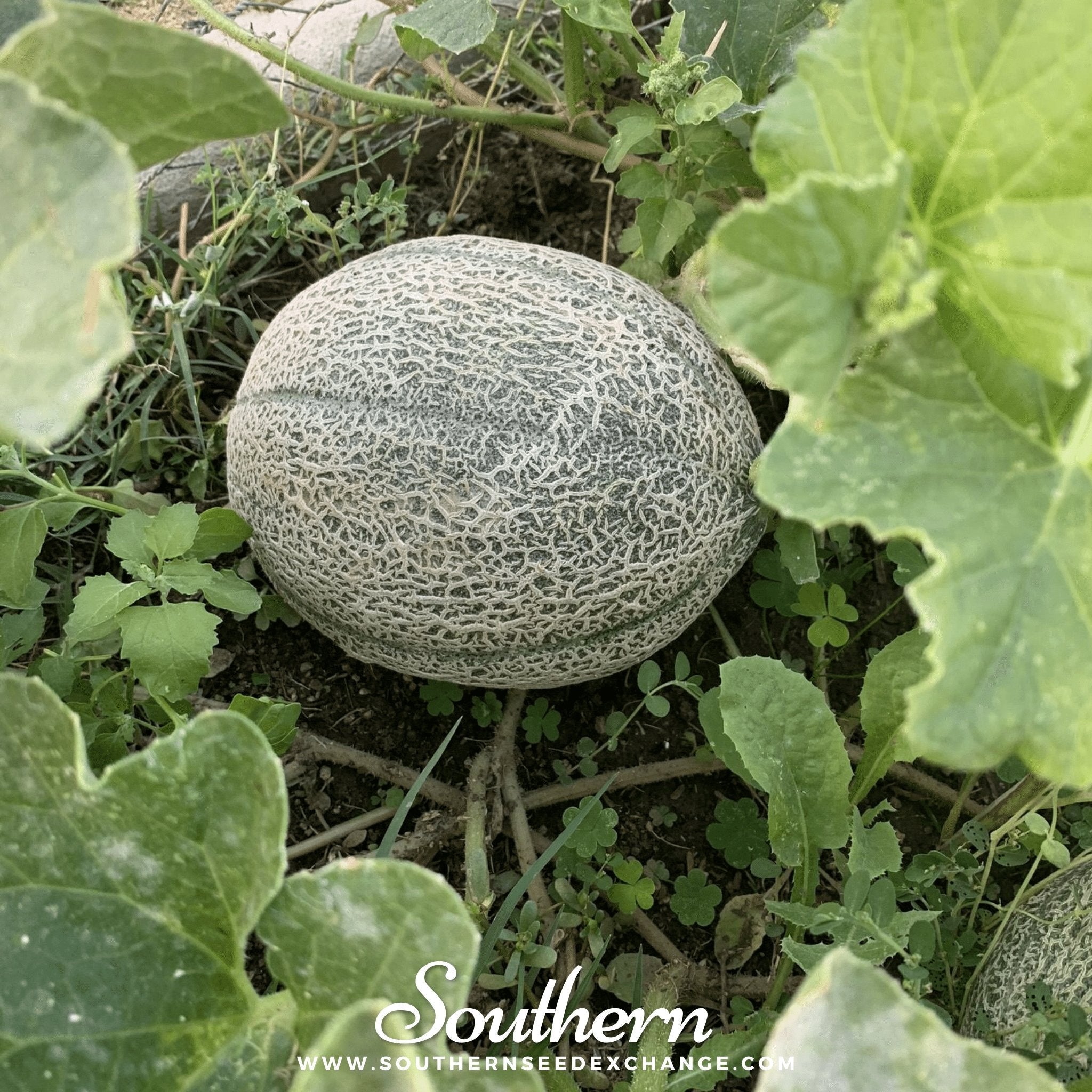 Melon, Hales Best Jumbo Cantaloupe (Cucumis melo) - 50 seeds seed packet from Seed Therapy – American - grown, heirloom seeds