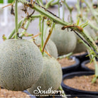Melon, Planter's Jumbo (Cucumis melo) - 50 Seeds seed packet from Seed Therapy – American - grown, heirloom seeds