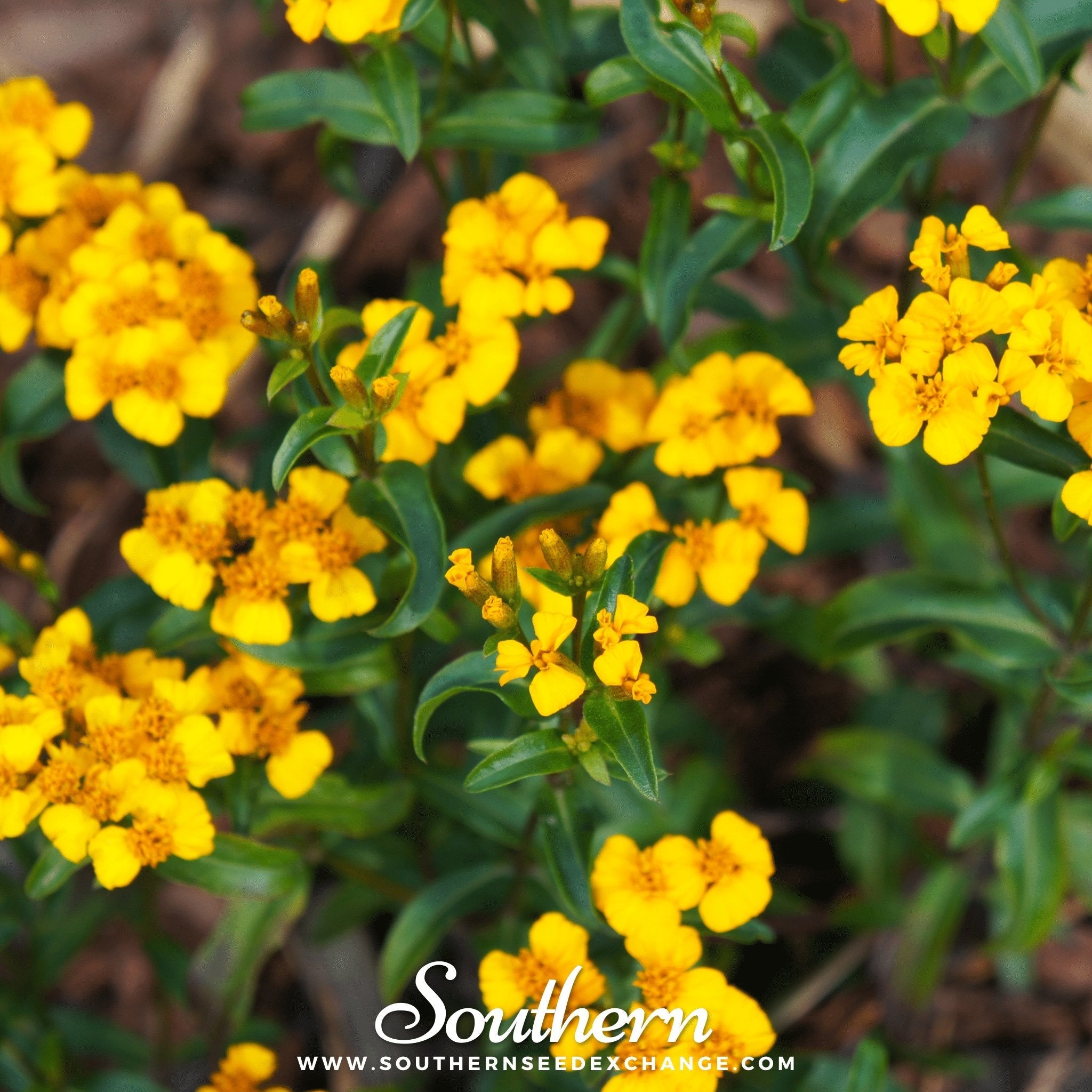 Mexican Mint, Mexican Tarragon (Tagetes lucida) - 50 Seeds seed packet from Seed Therapy – American - grown, heirloom seeds