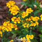 Mexican Mint, Mexican Tarragon (Tagetes lucida) - 50 Seeds seed packet from Seed Therapy – American - grown, heirloom seeds
