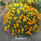 Mexican Mint, Mexican Tarragon (Tagetes lucida) - 50 Seeds seed packet from Seed Therapy – American - grown, heirloom seeds