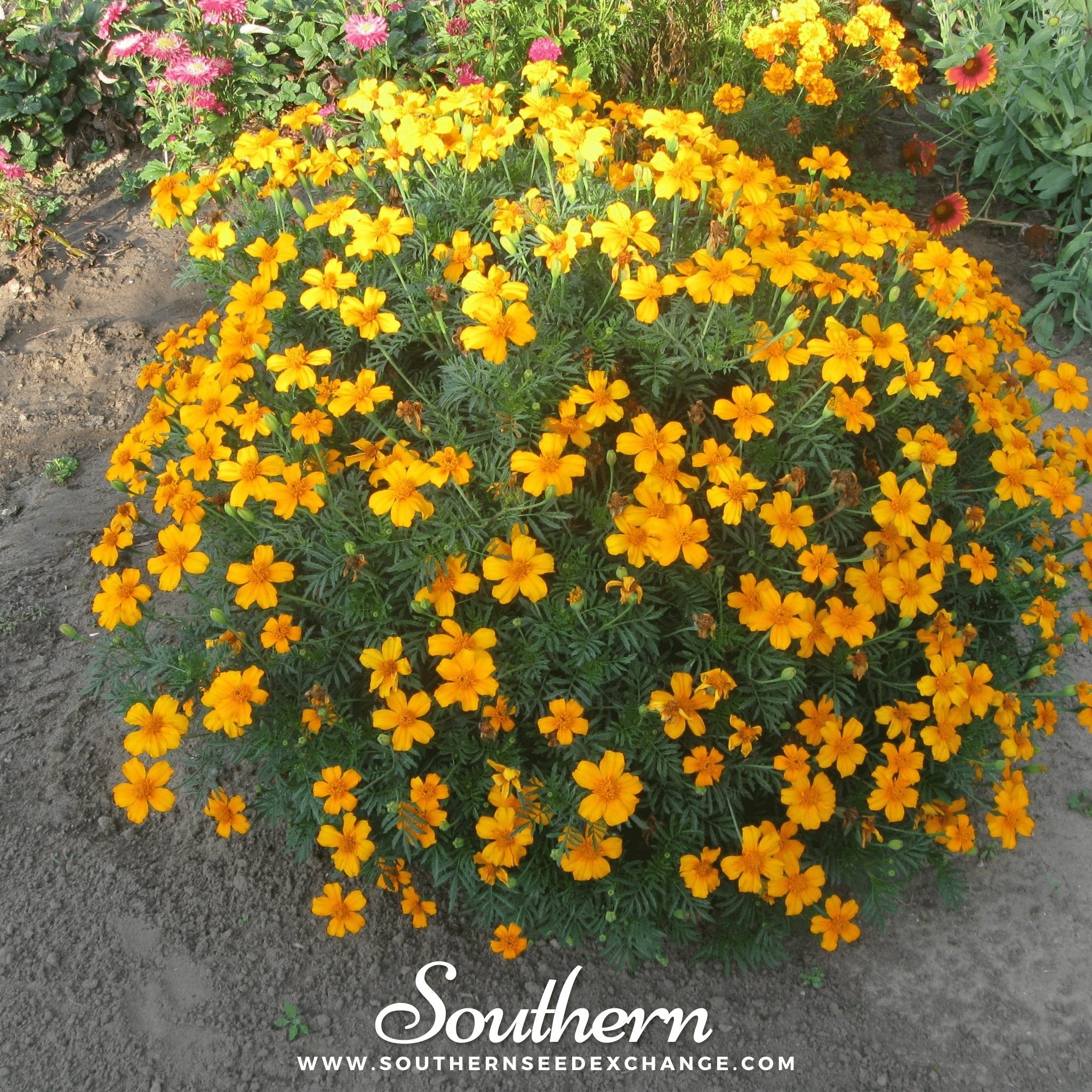 Mexican Mint, Mexican Tarragon (Tagetes lucida) - 50 Seeds seed packet from Seed Therapy – American - grown, heirloom seeds