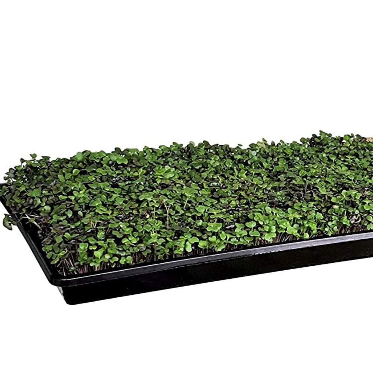 Microgreen, Broccoli ( Brassica oleracea) - 10 grams seed packet from Seed Therapy – American - grown, heirloom seeds