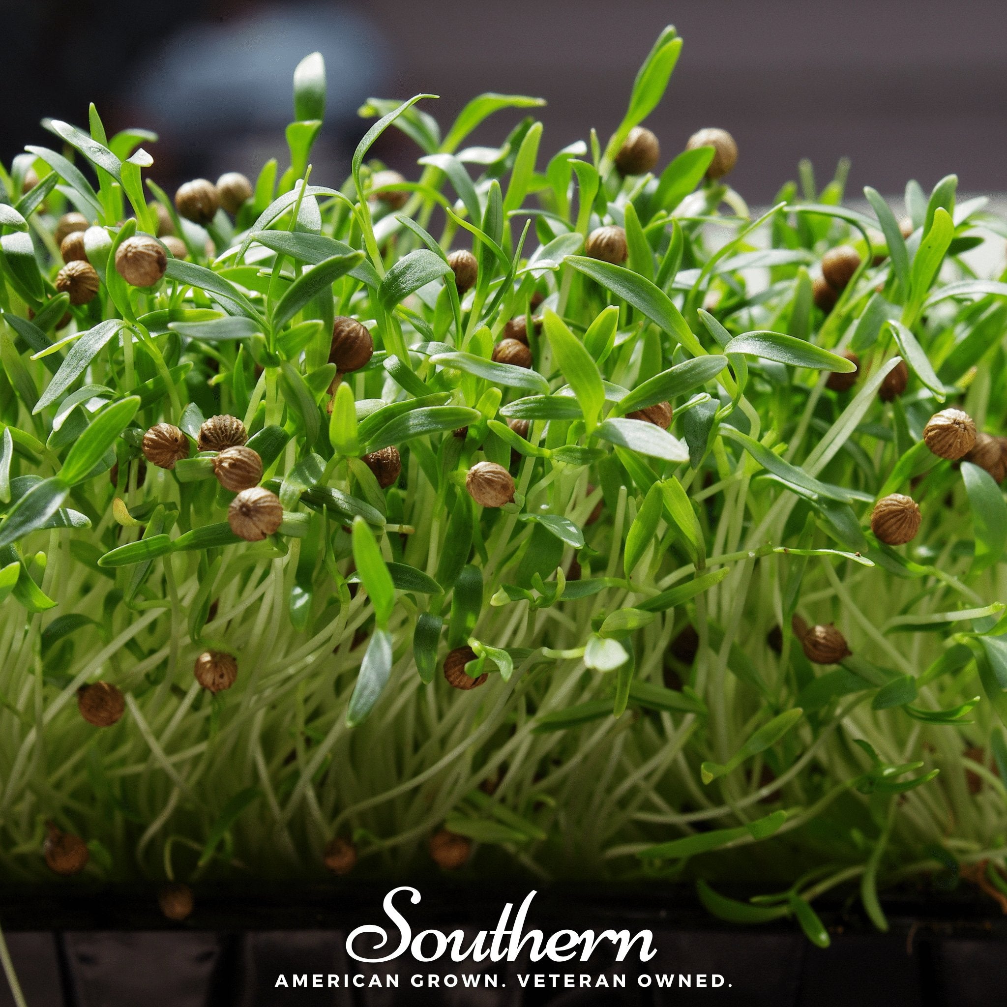 Microgreen, Cilantro (Coriandrum sativum) - 10 grams seed packet from Seed Therapy – American - grown, heirloom seeds