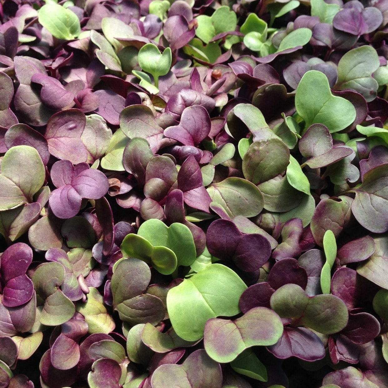 Microgreen, Confetti Radish (Raphanus sativus) - 10 grams seed packet from Seed Therapy – American - grown, heirloom seeds