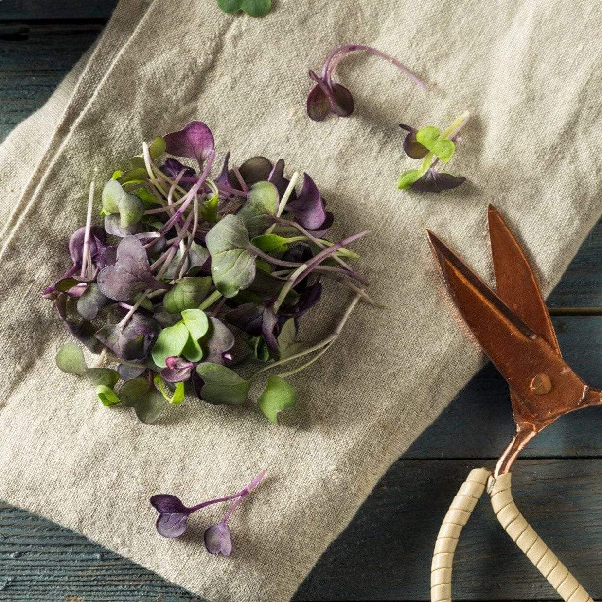 Microgreen, Confetti Radish (Raphanus sativus) - 10 grams seed packet from Seed Therapy – American - grown, heirloom seeds