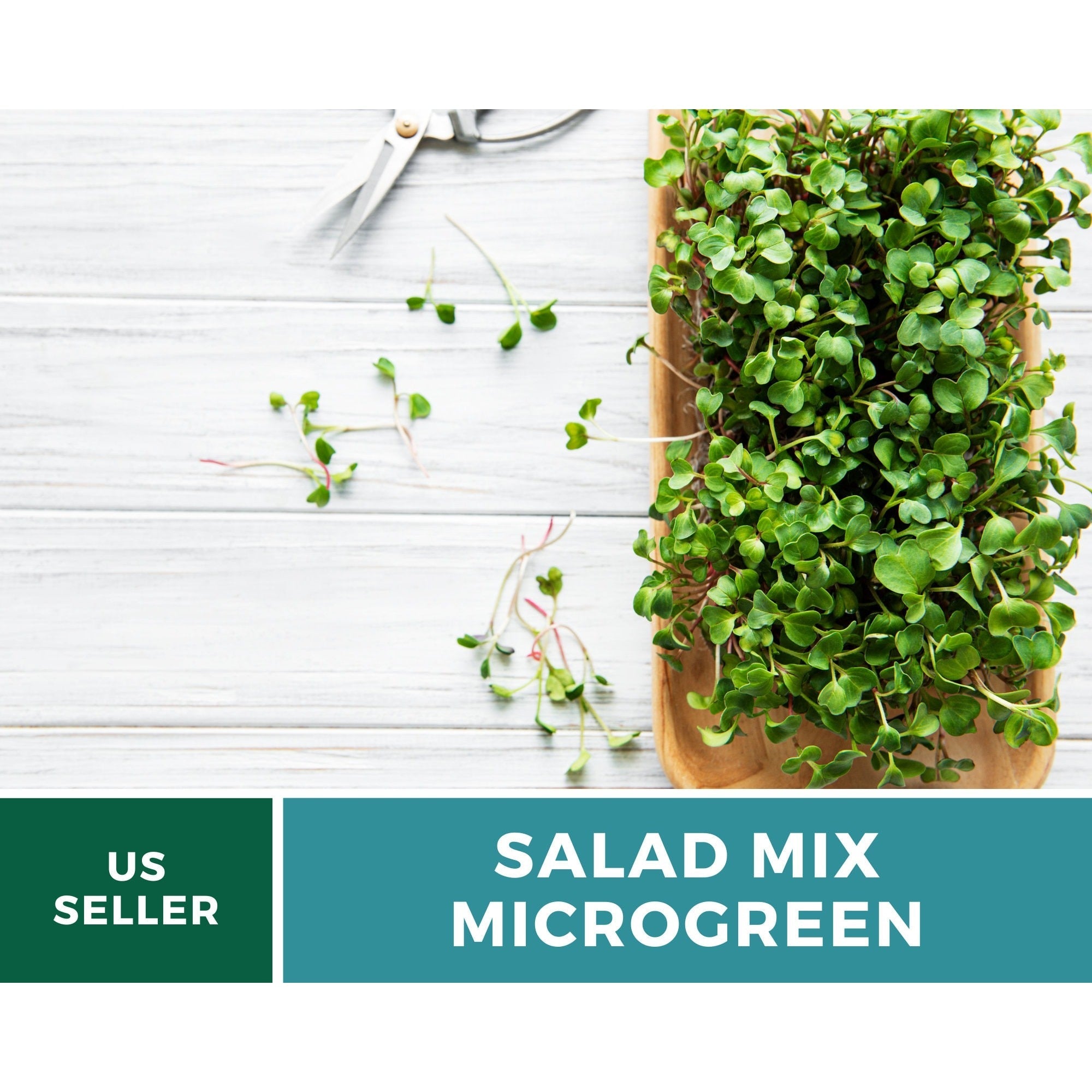 Microgreen, Salad Mix - 5 Variety Mix - 8 grams seed packet from Seed Therapy – American - grown, heirloom seeds